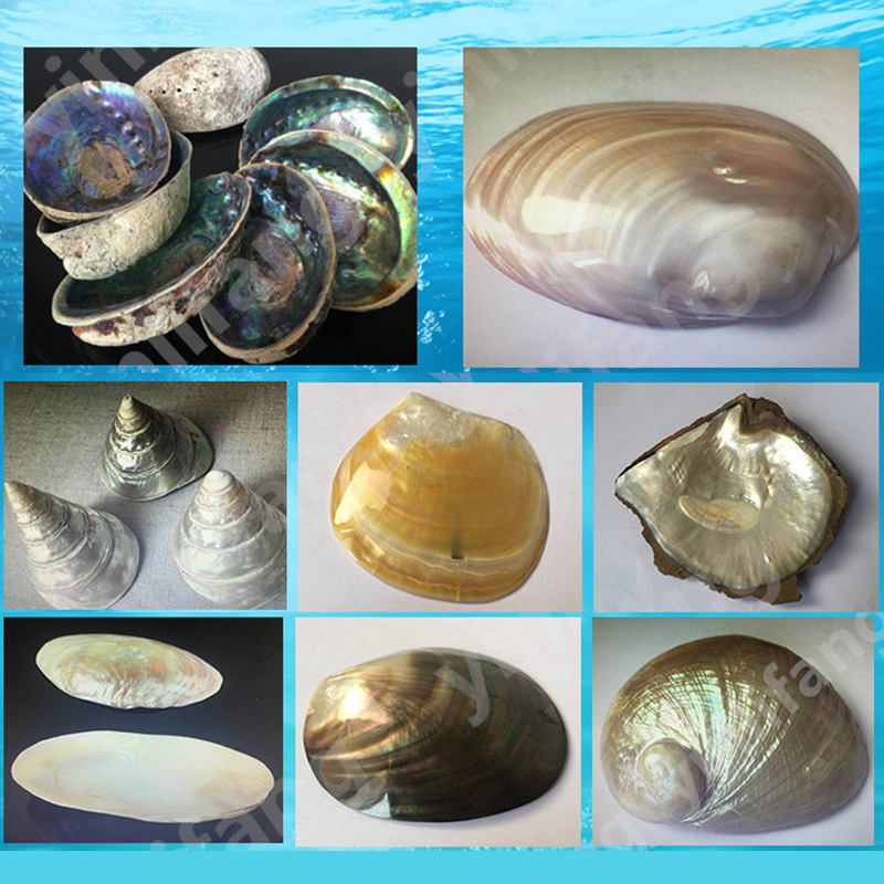 Abalone Sheet Paper for Musica - Musical Instrument Jewelry recension och pris